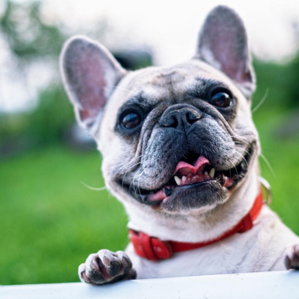 Happy dog
